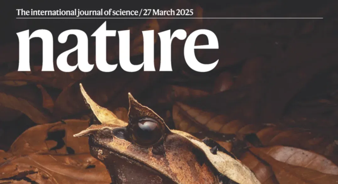 Nature重炮直擊：樹(shù)突精密EndoSCell?細(xì)胞級(jí)熒光導(dǎo)引技術(shù)突破百年手術(shù)困局，實(shí)現(xiàn)微米細(xì)胞級(jí)精準(zhǔn)