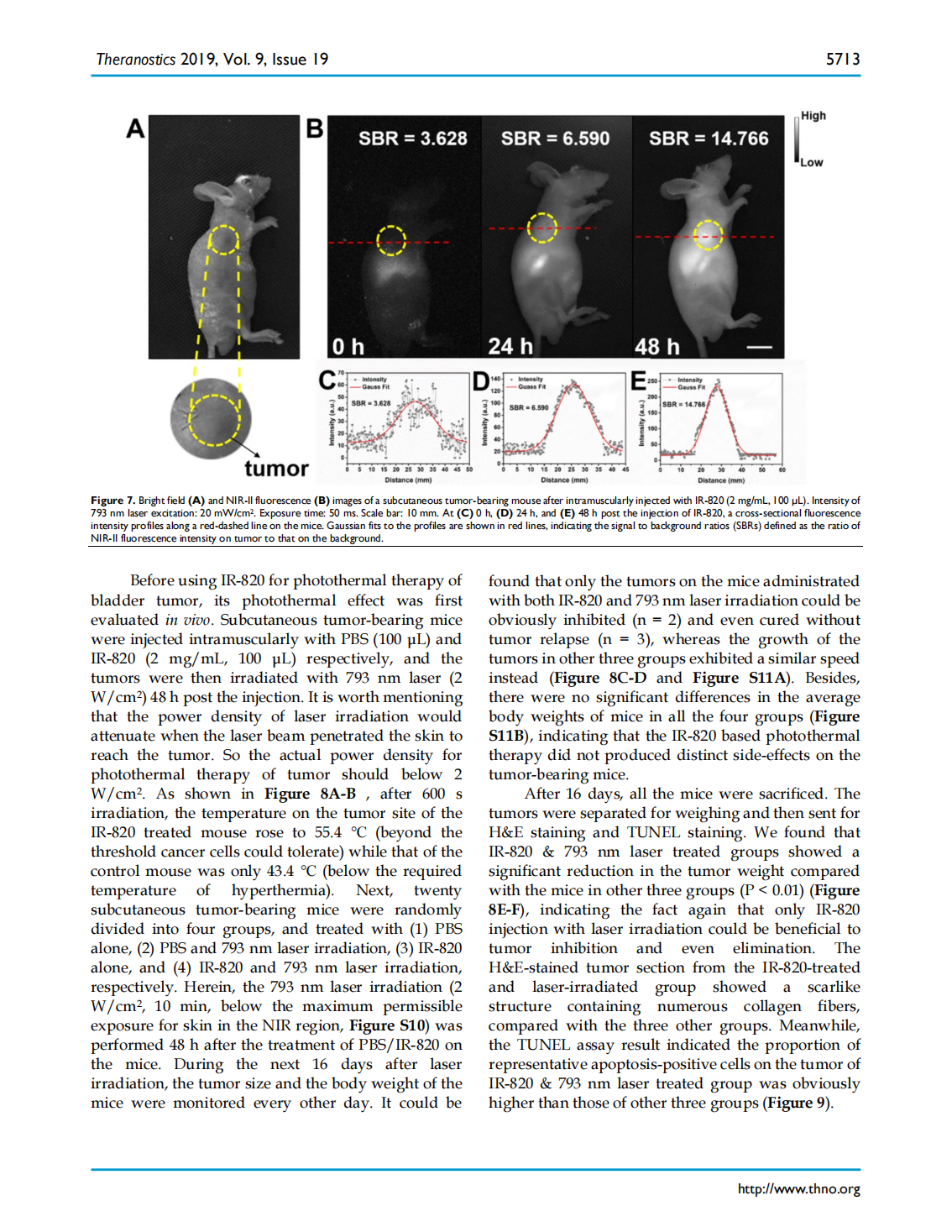Excretable IR-820 for in vivo NIR-II fluorescence cerebrovascular imaging and photothermal therapy of subcutaneous tumor(圖8)
